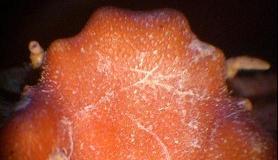 calappa pokipoki T.F.C. rostrum.JPG